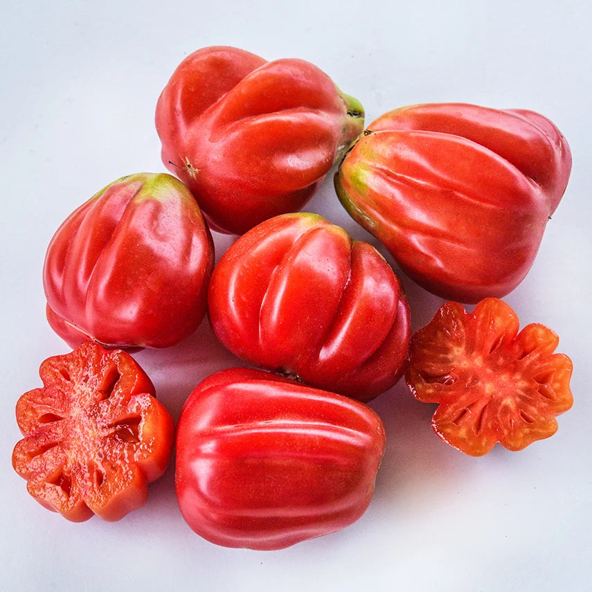 TOMATO TLACOLULA PINK