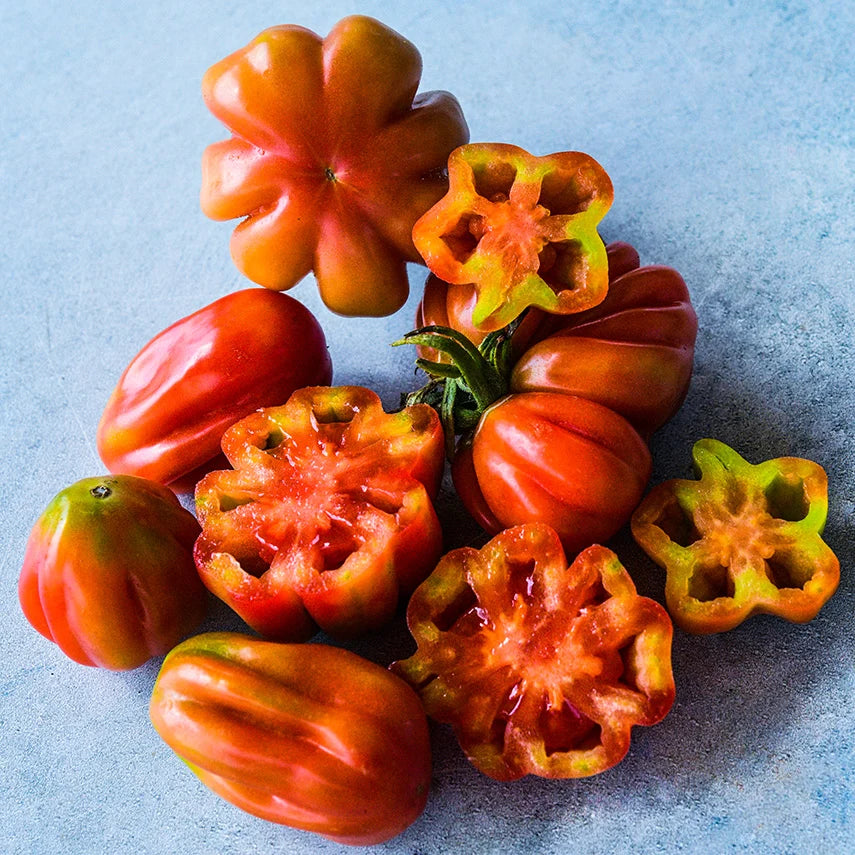 TOMATO TLACOLULA PINK