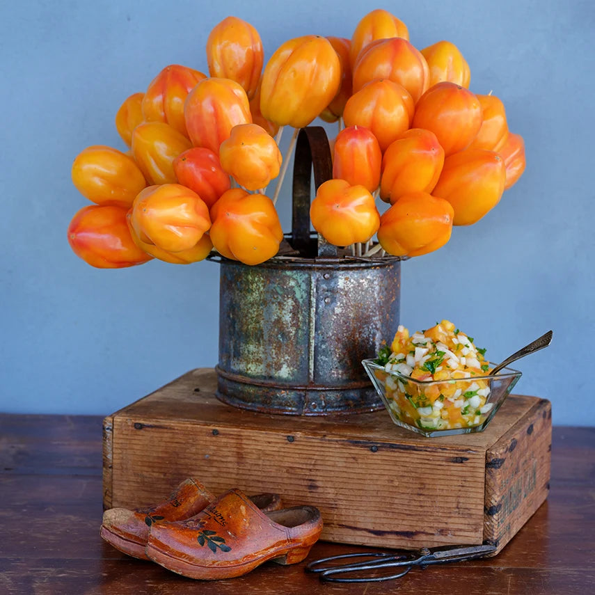 TOMATO CALIFORNIA TULIP