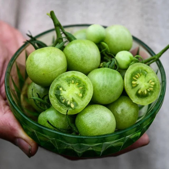 TOMATO GREEN DOCTORS