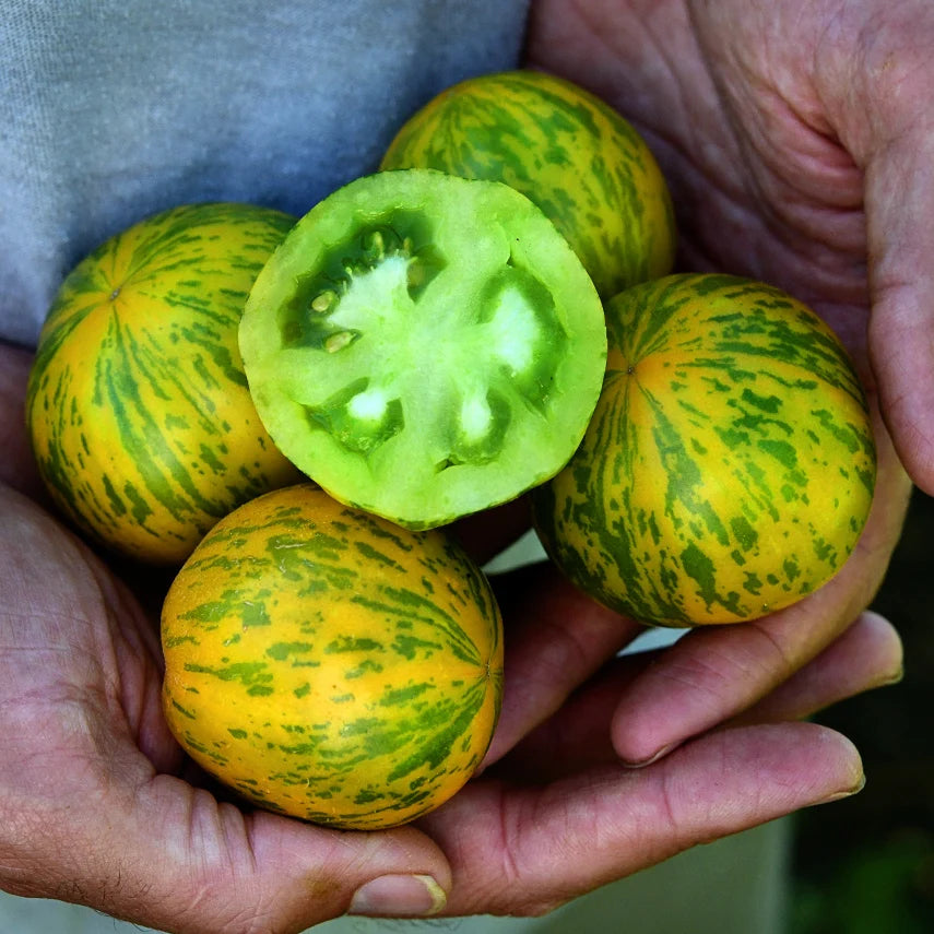 TOMATO GREEN ZEBRA