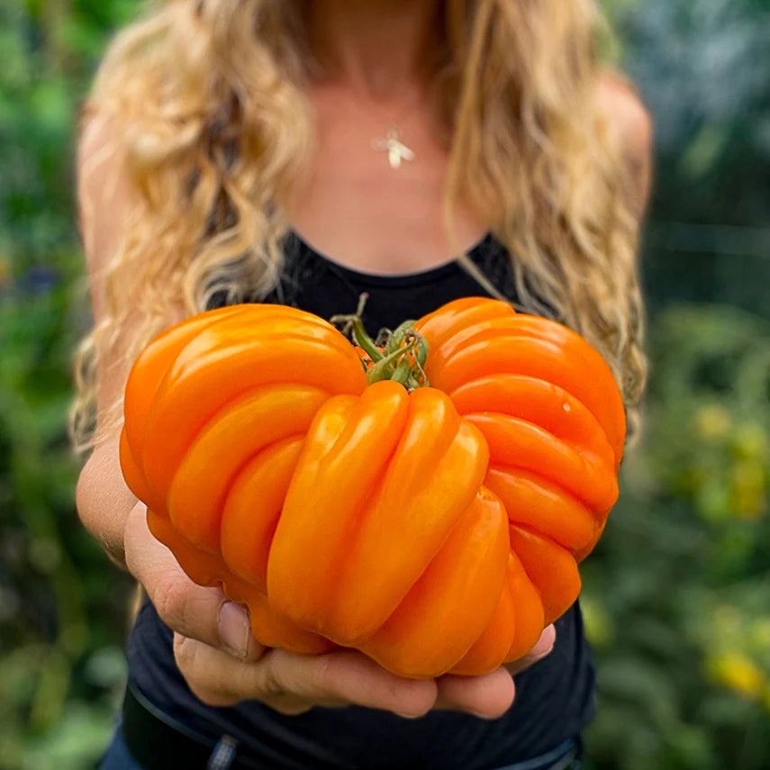 TOMATO ORANGE ACCORDION