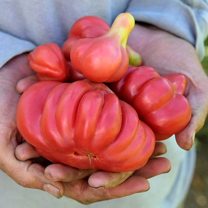TOMATO TLACOLULA PINK