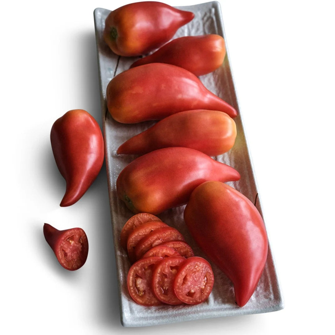 TOMATO KOREAN LONG