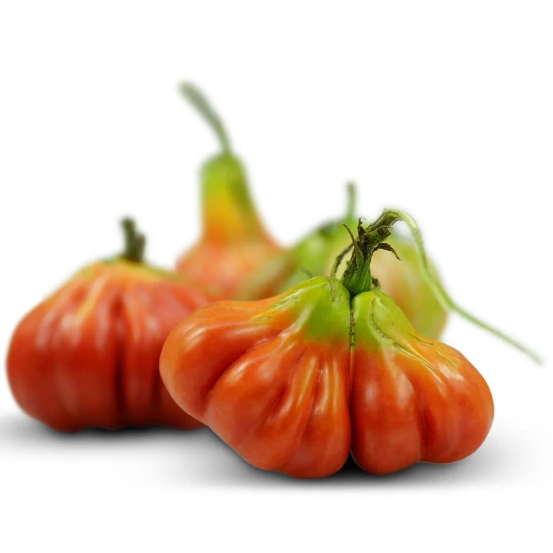 TOMATO TLACOLULA PINK