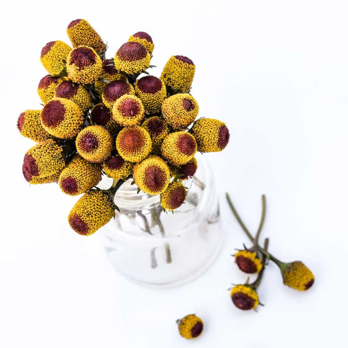 Toothache Plant Seeds, Bullseye