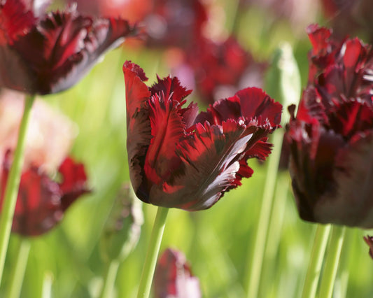 Tulip 'Black Parrot' 10