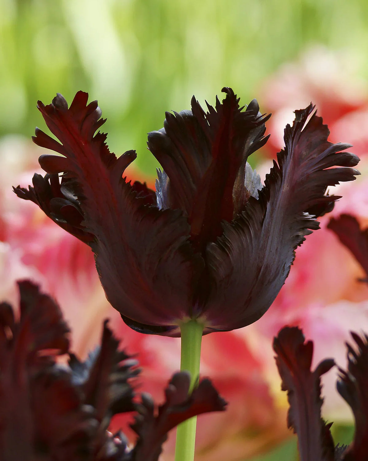 Tulip 'Black Parrot' 10