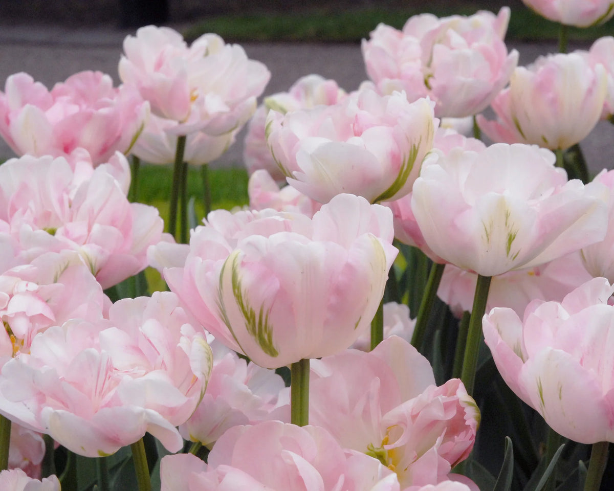 Tulip 'Finola' 10