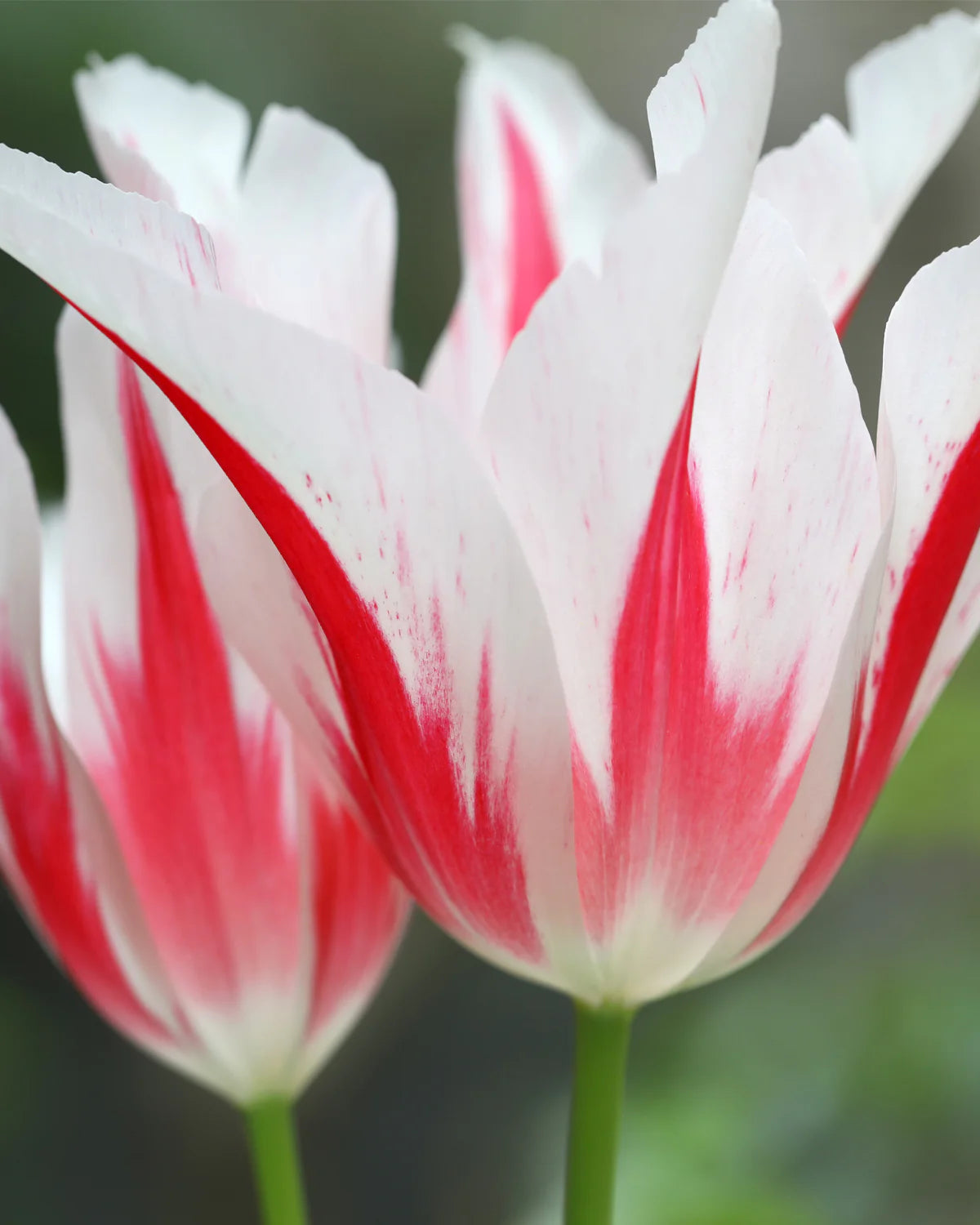 Tulip 'Marilyn' 10