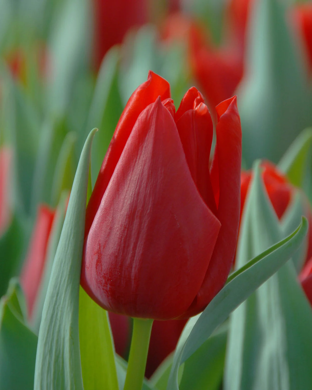 Tulip 'Oscar' 10
