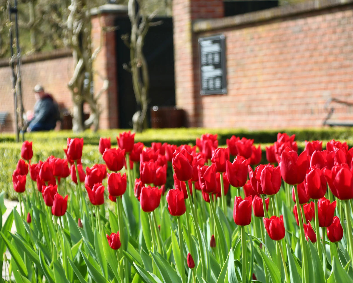 Tulip 'Oscar' 10