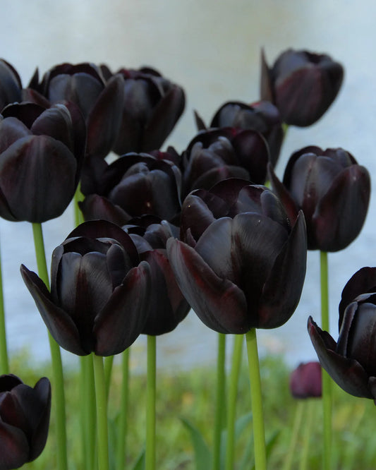 Tulip 'Queen of Night' "Black tulip" 10