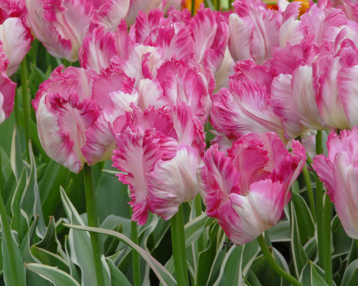 Tulip 'Silver Parrot'
