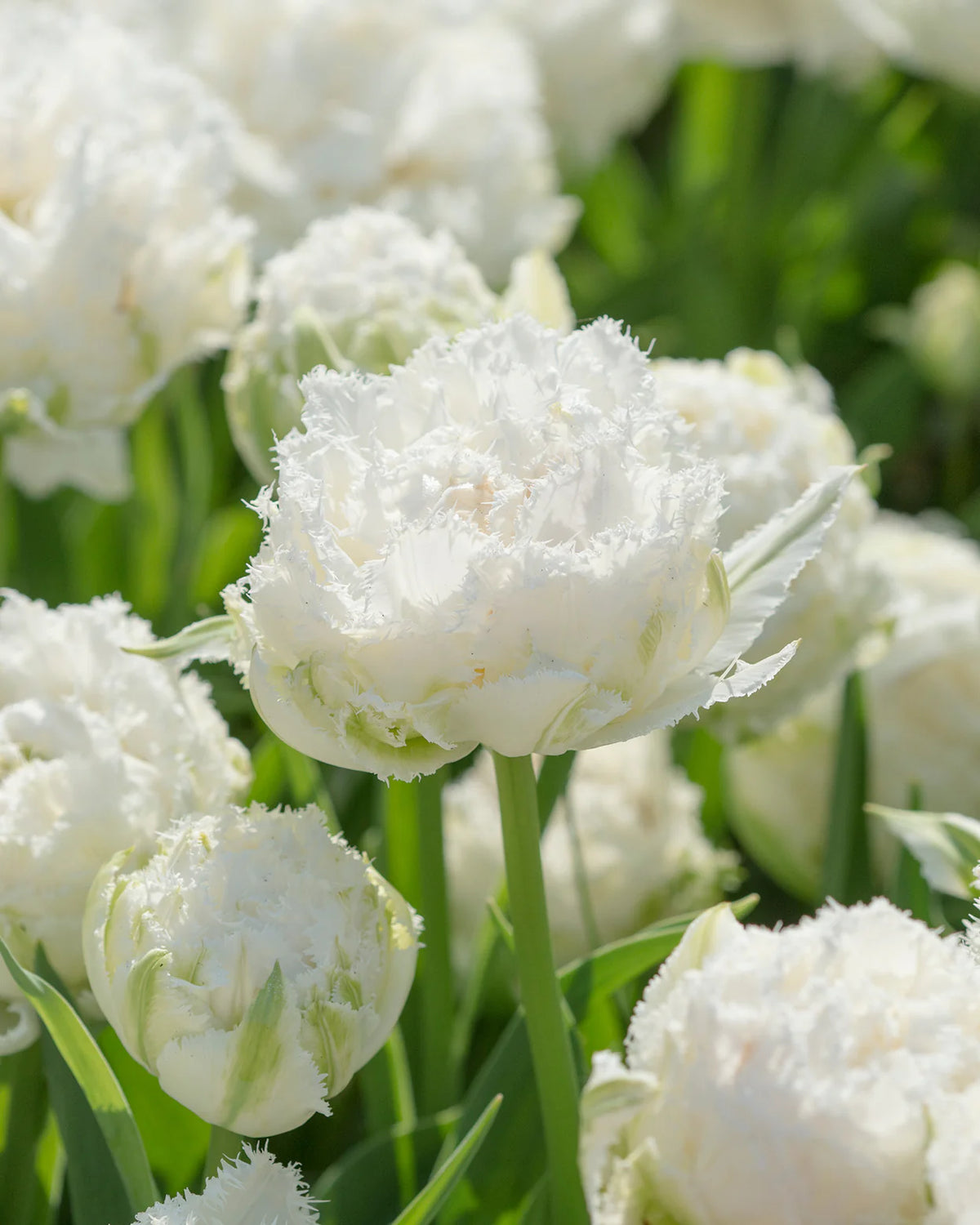 Tulip 'Snow Crystal' 10
