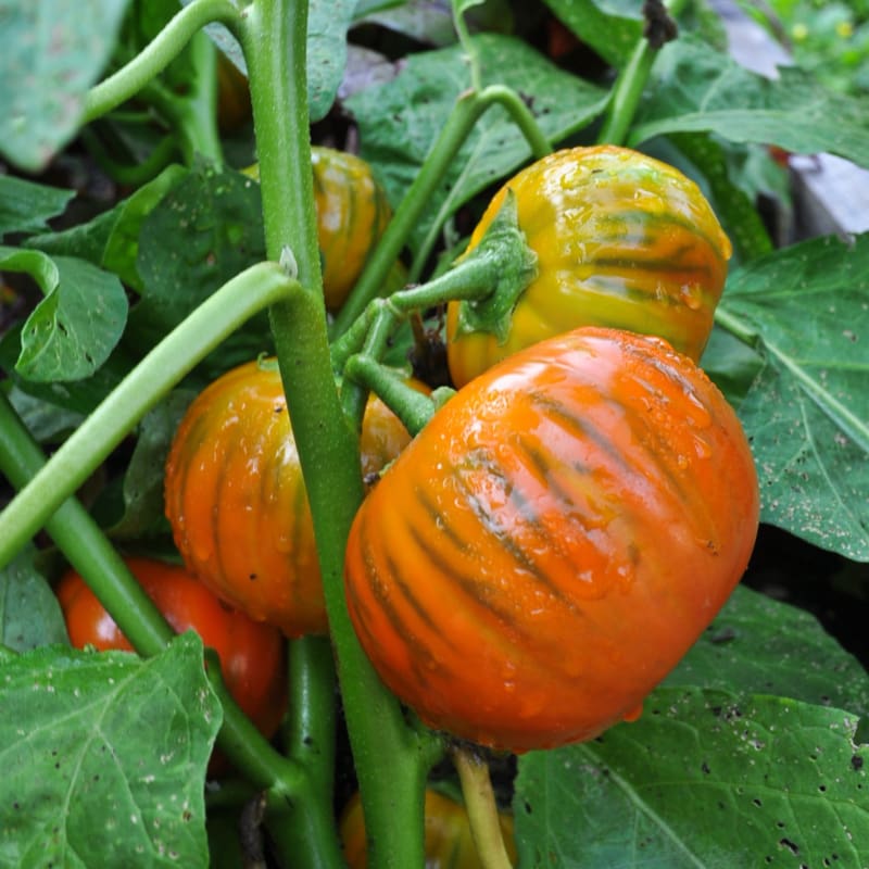 Turkish orange eggplant