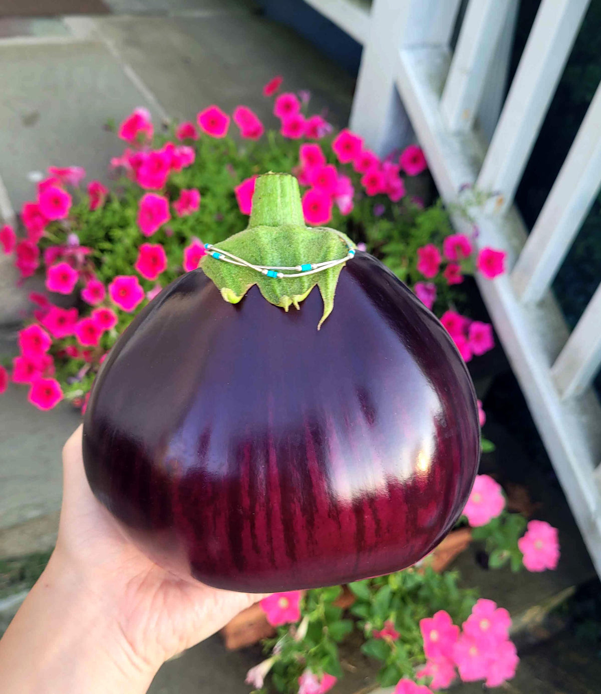 Eggplant  Aswad