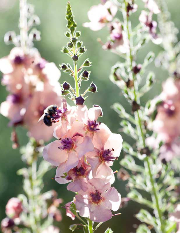 Verbascum hybridum •Southern Charm! Showy Mullein