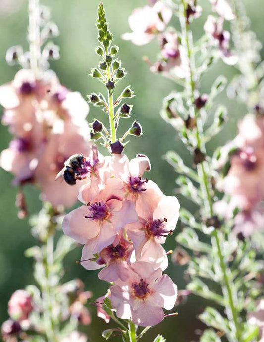 Verbascum hybridum •Southern Charm! Showy Mullein