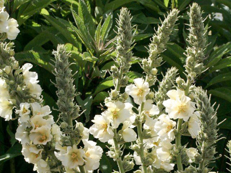 Verbascum phlomoides 'Spica'