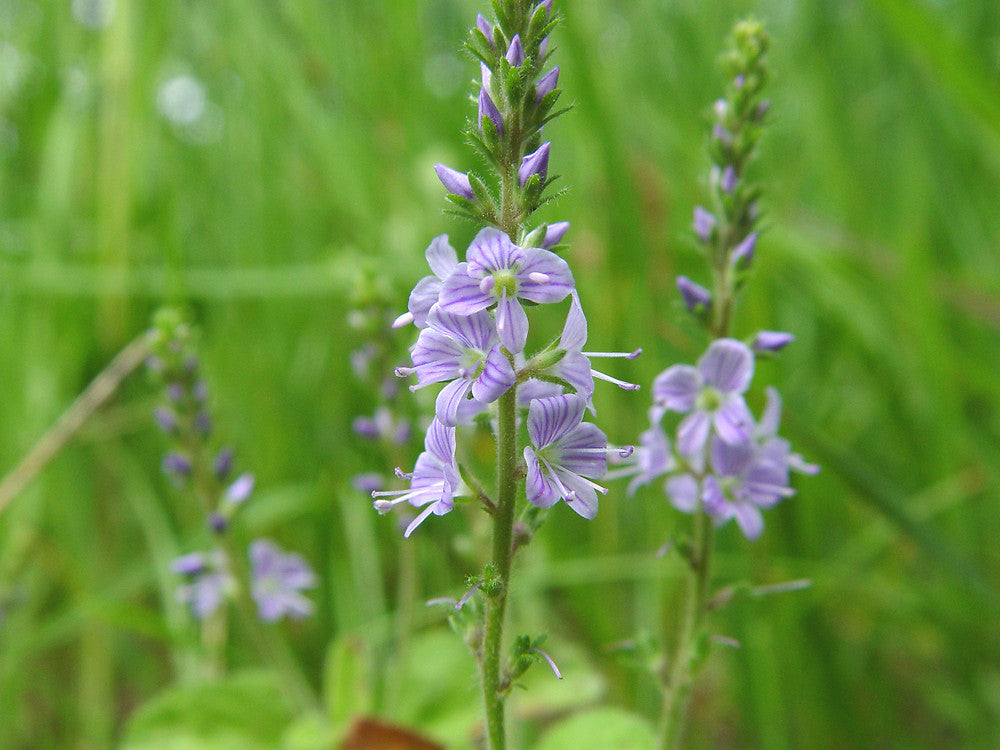 Veronica commen Speedwell