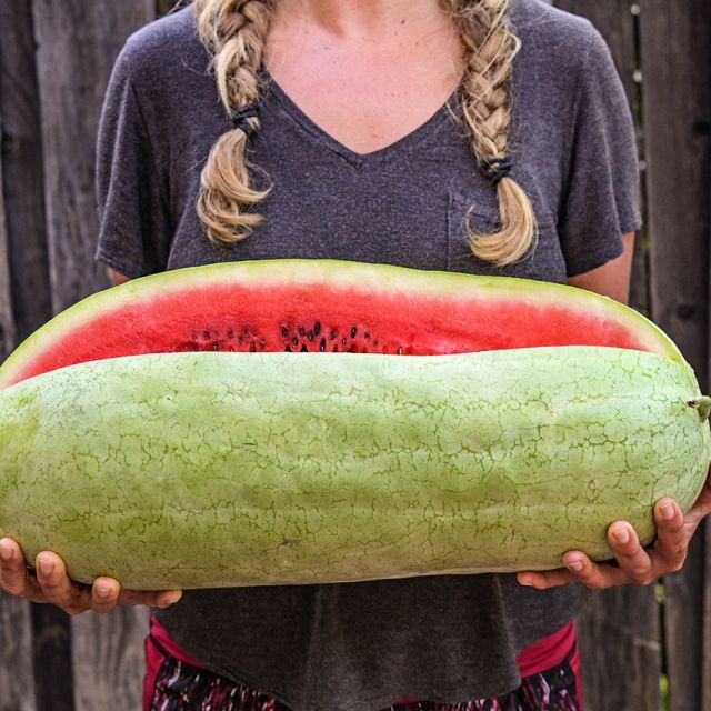WATERMELON ali BABA