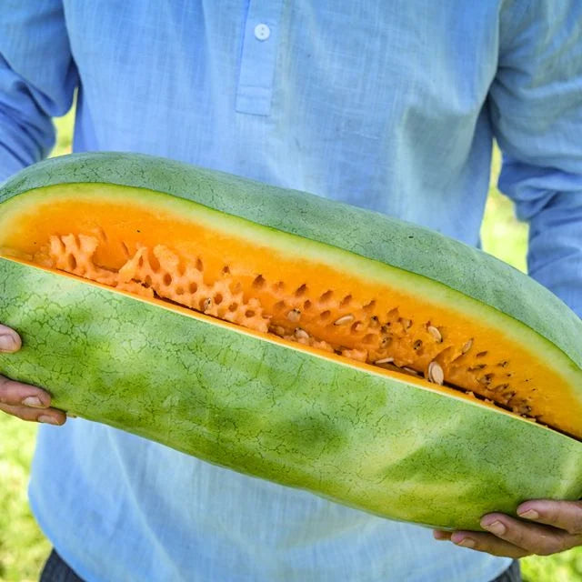 WATERMELON TEXAS GOLDEN