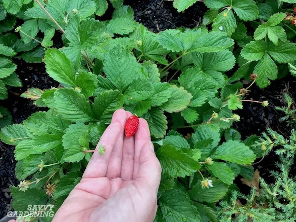 STRAWBERRY RED WONDER WILD