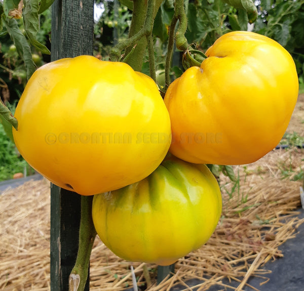 tomato Your MAJESTY